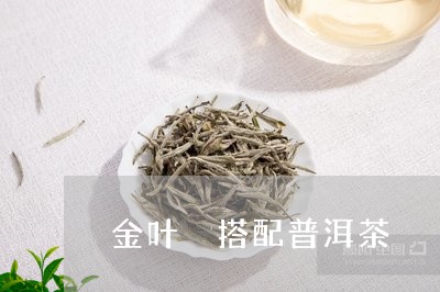 金叶 搭配普洱茶/2023041077491